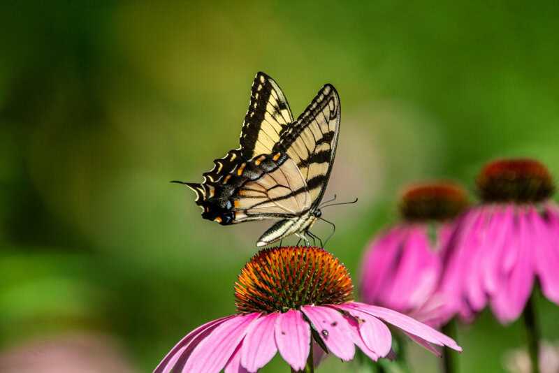 2. Coneflower (Echinacea purpurea)