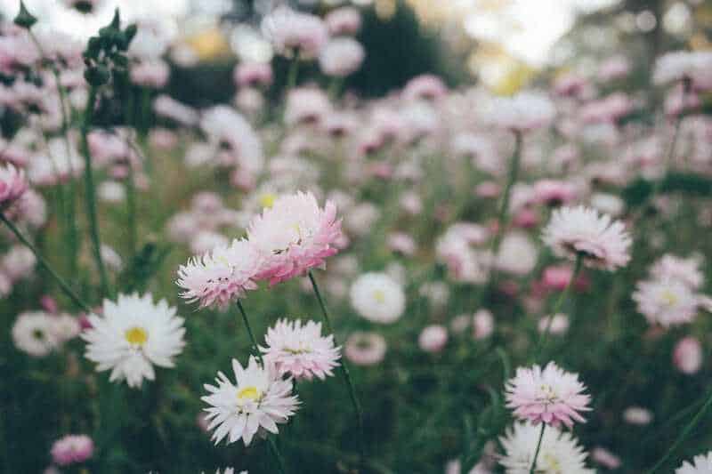 5. Shasta Daisy (Leucanthemum &times; superbum)