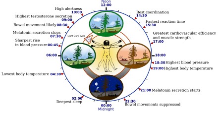 Biological clock human.svg
